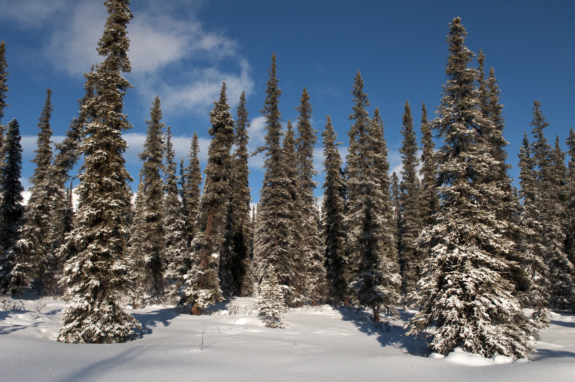 Boreal forest in Denali National Park in late winter. The interior Alaska boreal mosaic — spruce stands, willow–alder thickets along drainages, and patches at varied successional stages — is what snowshoe hares use seasonally, shifting between cover-heavy and browse-rich patches as predation pressure and food availability change with the ten-year cycle.