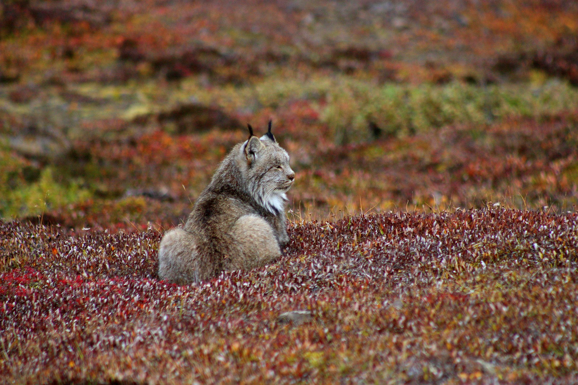 A Canada lynx (Lynx canadensis) photographed in Denali National Park. Lynx are the snowshoe hare's most specialized predator; their numbers track the hare cycle with roughly a one- to two-year lag, the pattern Charles Sheldon noted in his winter 1907–08 observations at the north base of Denali.