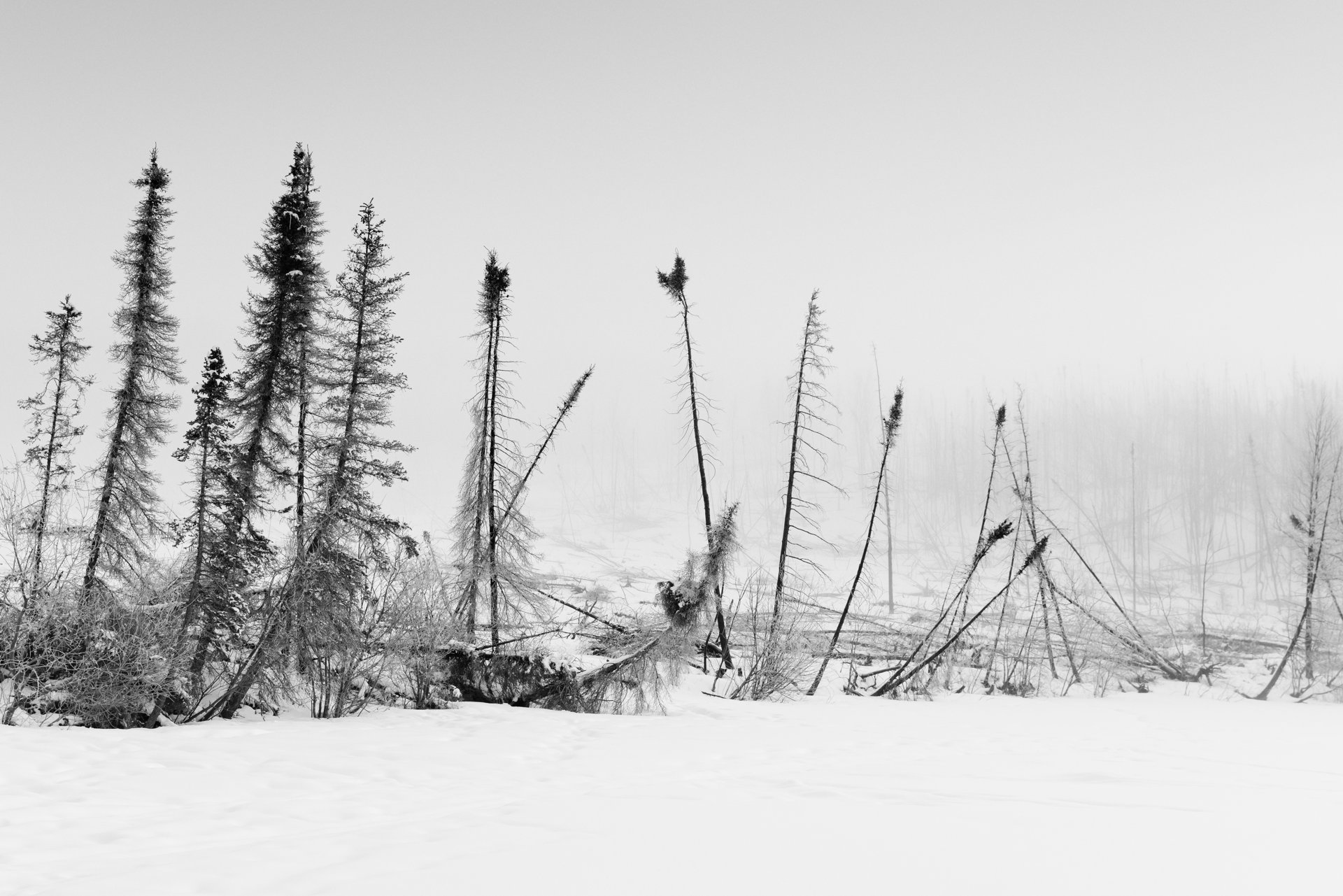 Edge of the 2019 Swan Lake Fire burn on the Kenai Peninsula, Alaska, under winter snow. Burned patches like this seed the next decade's deciduous regeneration — aspen and willow sprouts that become prime snowshoe hare browse, and through the hare, lynx habitat.