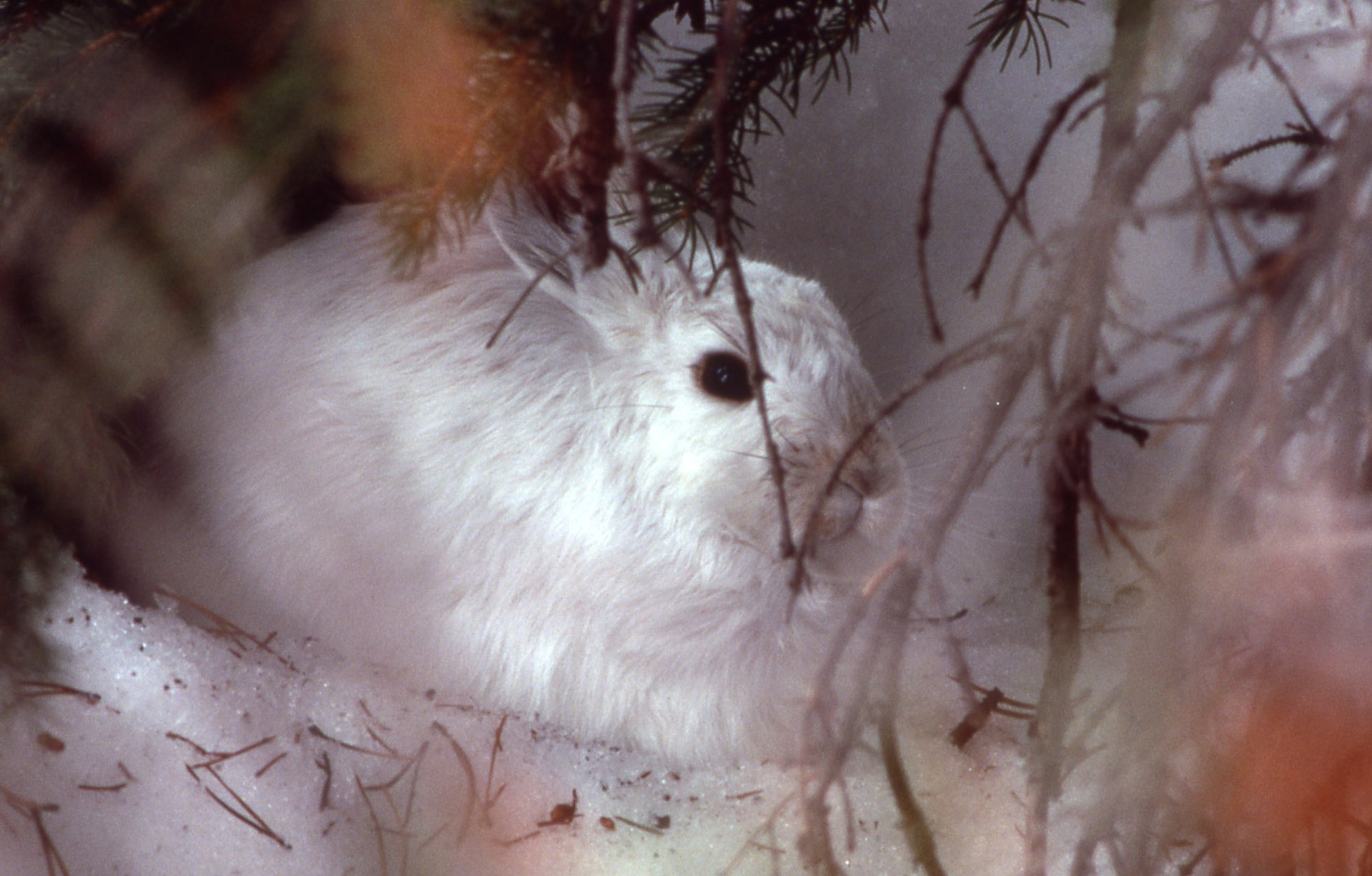 Snowshoe hare in full white winter coat, motionless against snow. The pelage change is triggered by shortening day length, not by snow arrival — an asynchrony that is becoming costlier as snow seasons shorten under a warming climate.