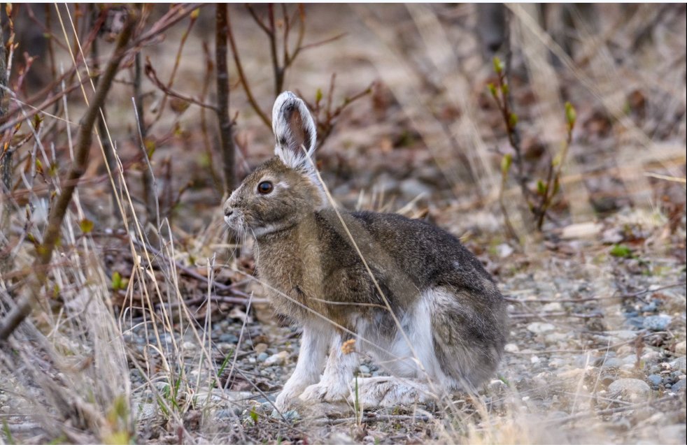 Snowshoe hare beginning the autumn molt from summer brown to winter white. The seasonal pelage change is timed by photoperiod and runs independent of when snow actually arrives — an asynchrony that has become a focus of climate-change research on the species.