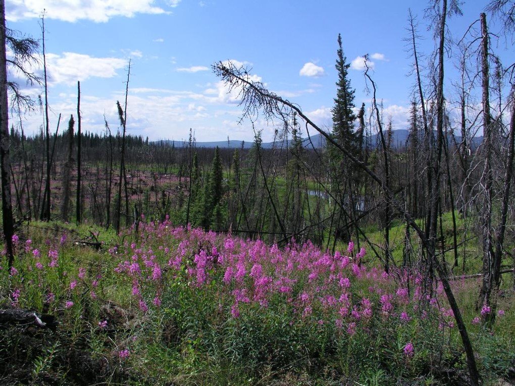 Active wildfire in the Alaskan boreal forest. Fire is structurally inevitable in this system; white spruce has essentially no fire-adaptive traits and persists by occupying habitats with lower fire frequency.