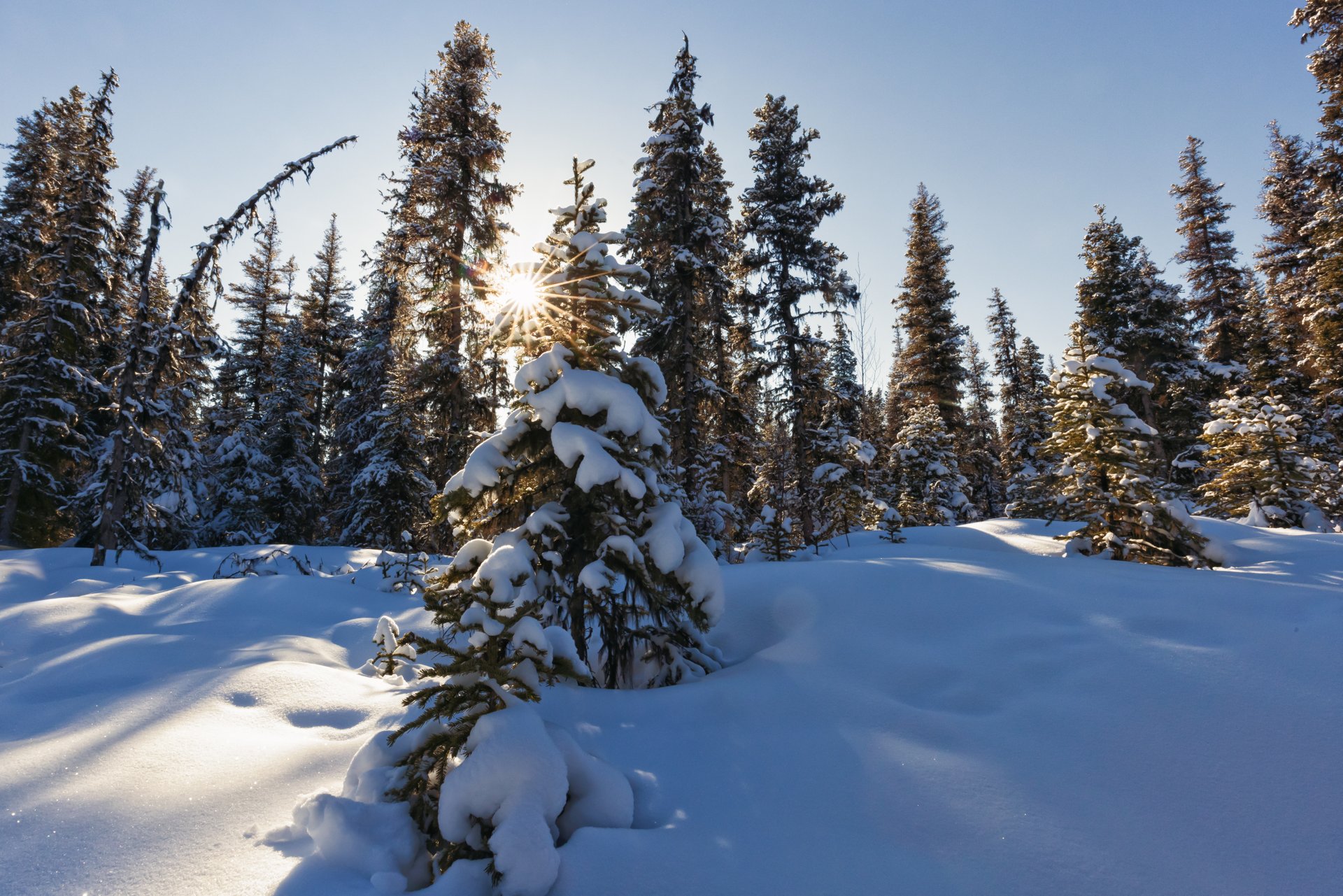 Sun through snow-laden boreal forest in Alaska — the thermal environment driving white spruce's extracellular-ice cold-hardiness and shallow-root architecture.