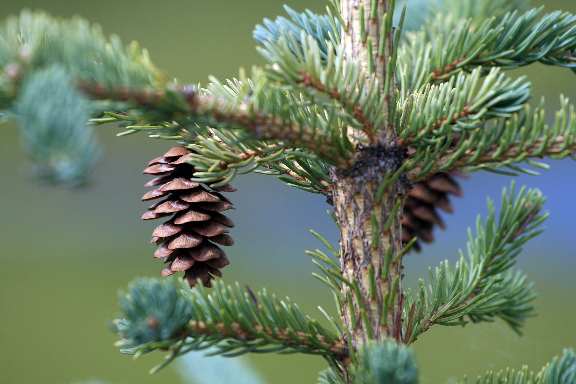 Mature white spruce (Picea glauca) cone in Denali National Park — cylindric, pendant, and longer than black spruce cones.