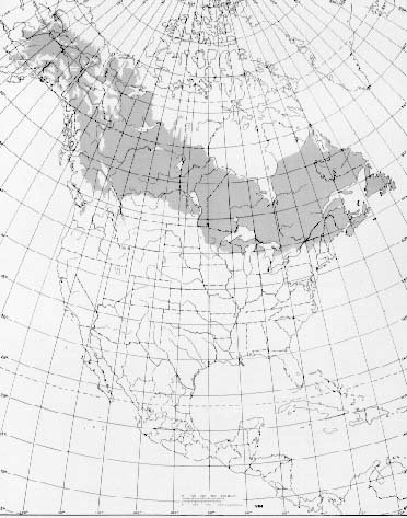 Native range of white spruce (Picea glauca) across northern North America.