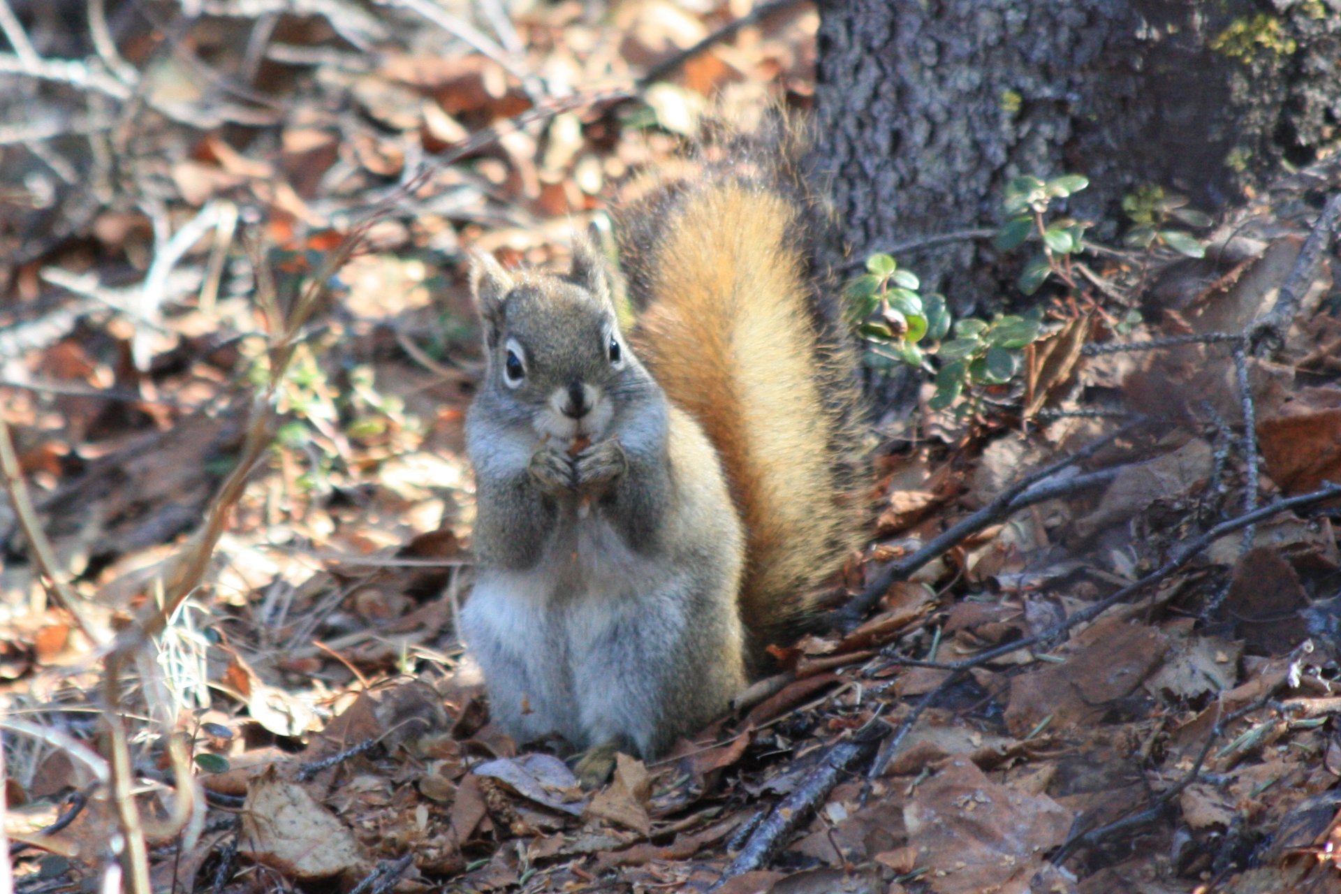 Red squirrel (Tamiasciurus hudsonicus) feeding on a white spruce cone — the keystone seed consumer, dependent on cached cones through winter.