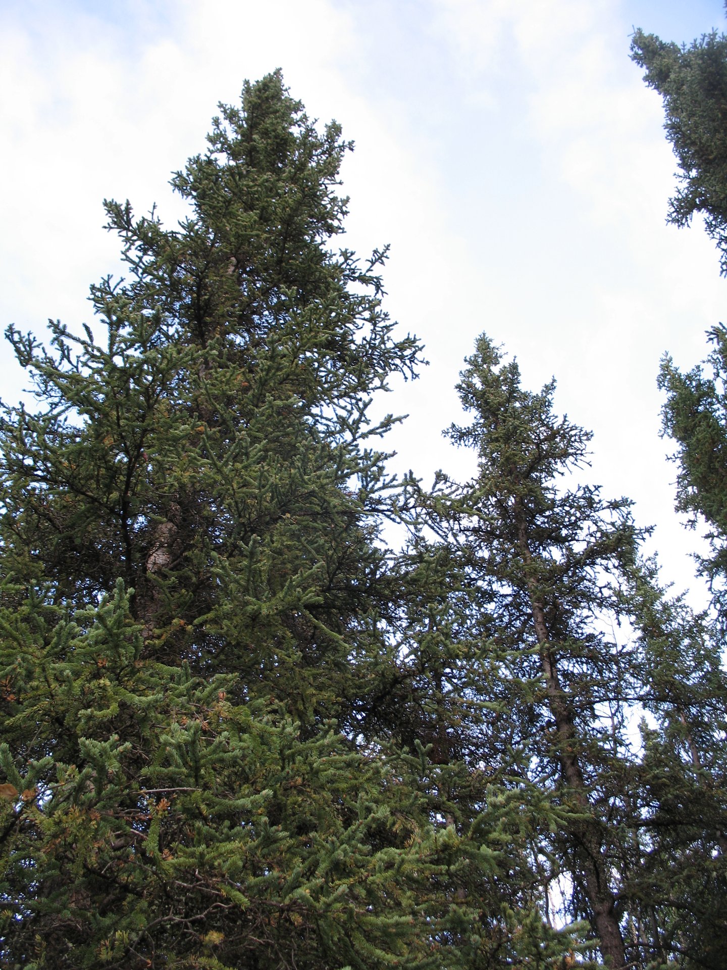 Mature white spruce (Picea glauca) in Denali National Park, Alaska.