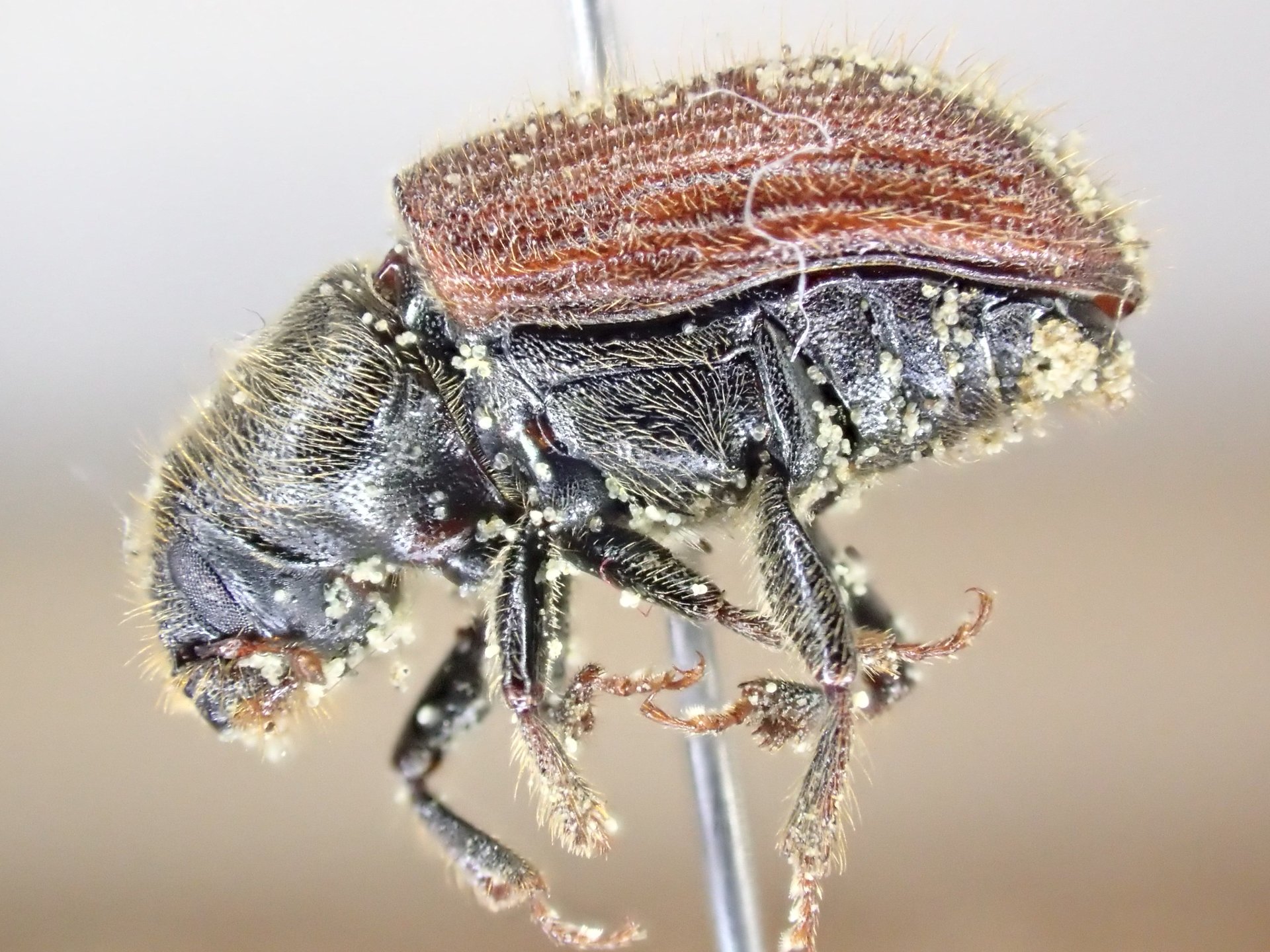 Pinned spruce beetle (Dendroctonus rufipennis) collected from a forest in Alaska.