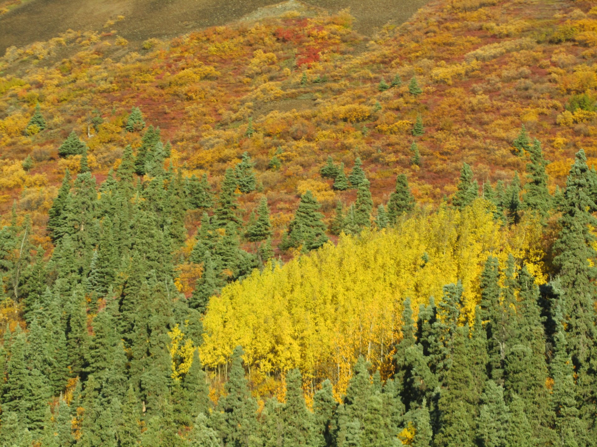 Mixed mosaic of golden aspen, dark green spruce, and dwarf birch — the secondary-succession sequence (birch / aspen → white spruce) characteristic of interior Alaska upland forests.