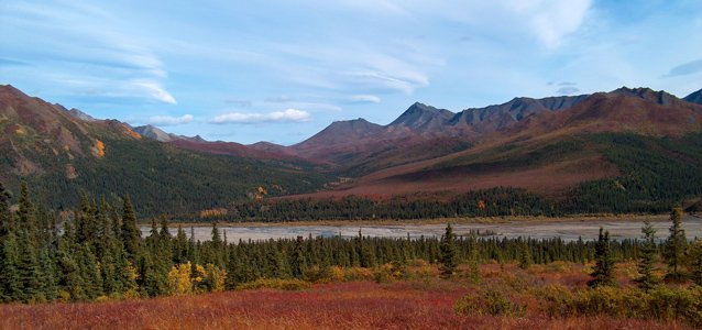 White spruce treeline grading into alpine tundra in Denali, autumn color.